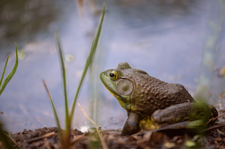 One Really Big Bull Frog