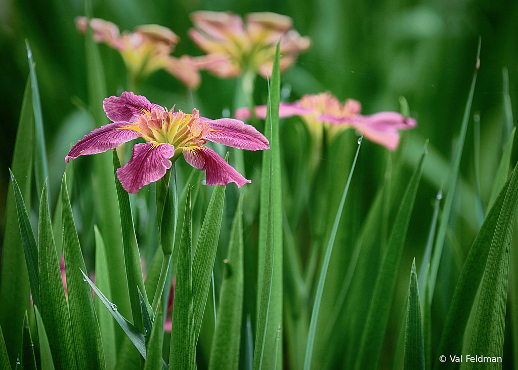 Down by the Pond