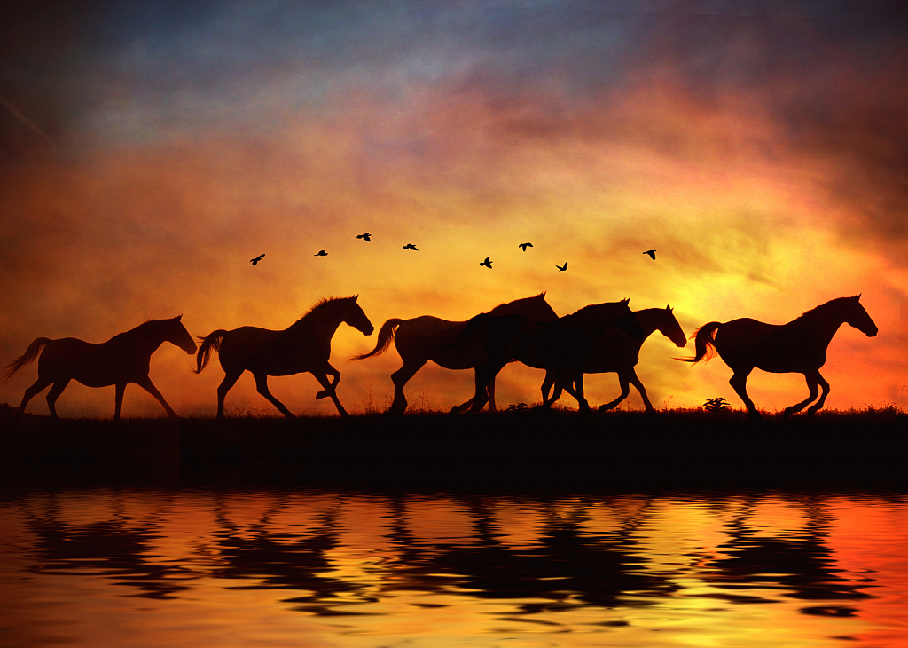 Wild Horses