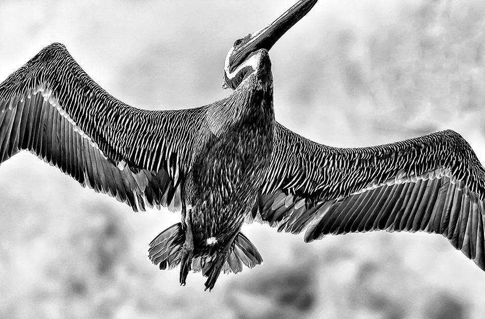 Pelican  in Flight - ID: 15927388 © John D. Jones