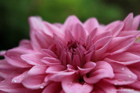 Dahlia Dreaming