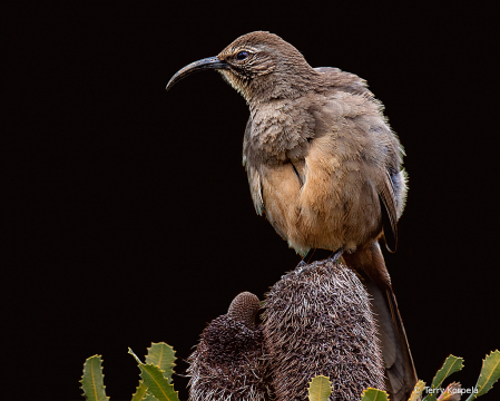 California Thrasher