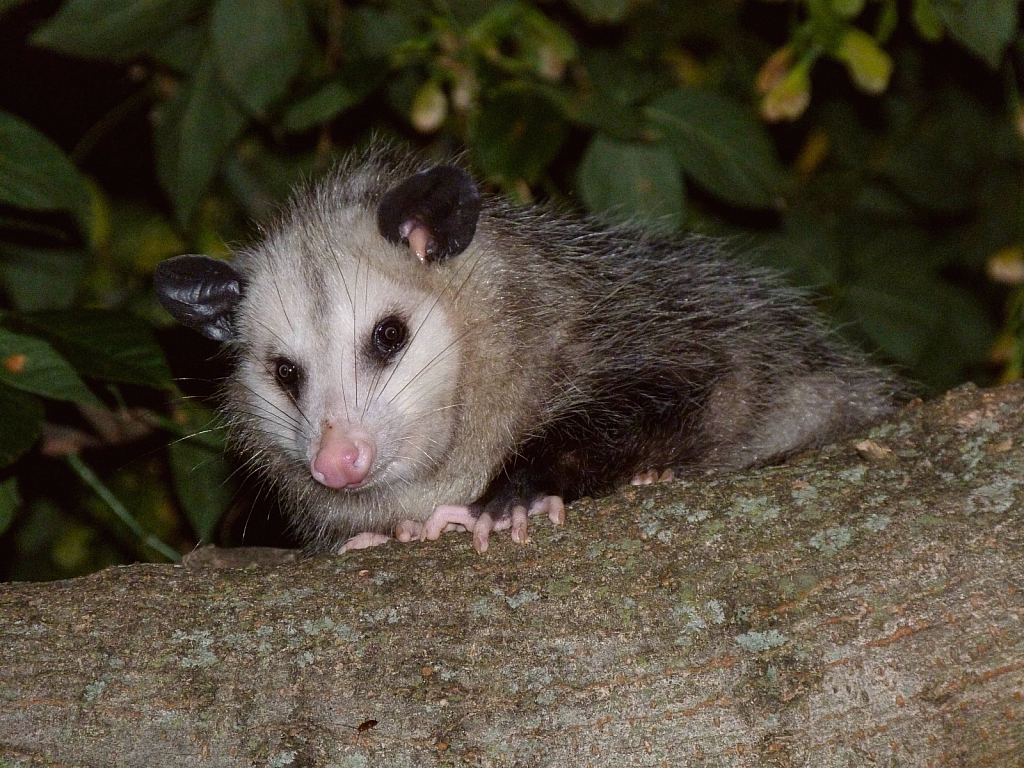 Opossum