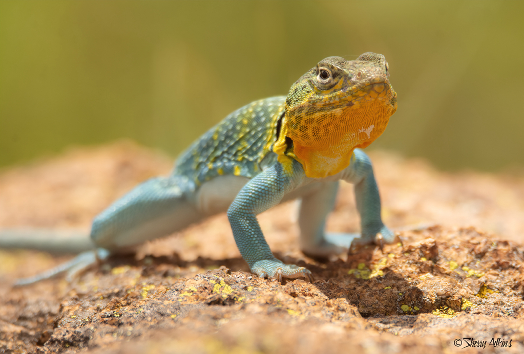 Collared Lizard - ID: 15927710 © Sherry Karr Adkins