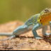 2Collared Lizard - ID: 15927710 © Sherry Karr Adkins