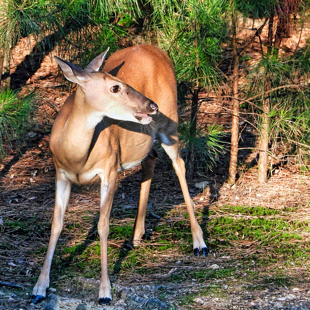 Backyard Visitor - ID: 15927583 © Janet Criswell