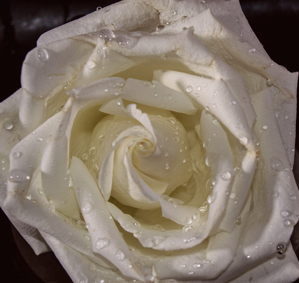 White rose 1