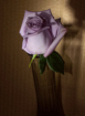 Rose lilac