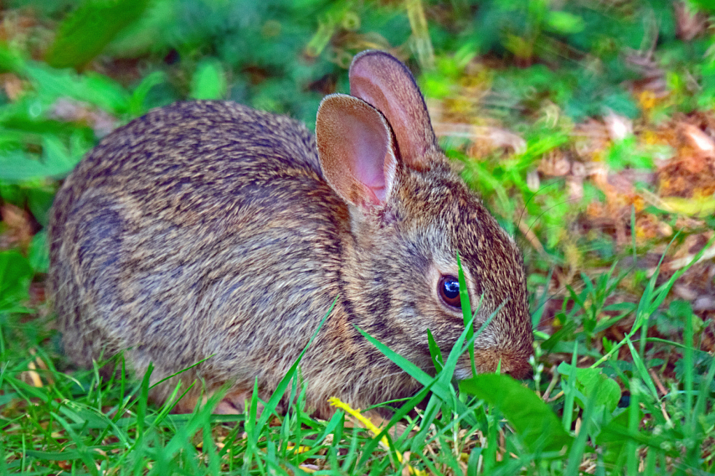 A Baby Cottontail Rabbit