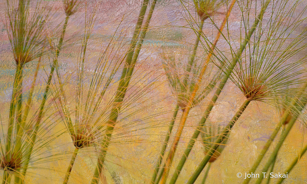 Monet Reeds  - ID: 15927704 © John T. Sakai