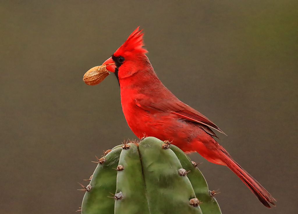 Cardinal with Peanut