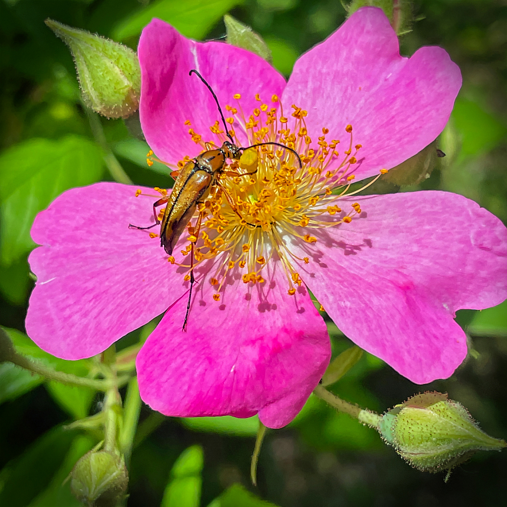 Bug Hug - ID: 15927913 © Janet Criswell