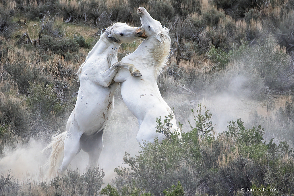 The White Tornado