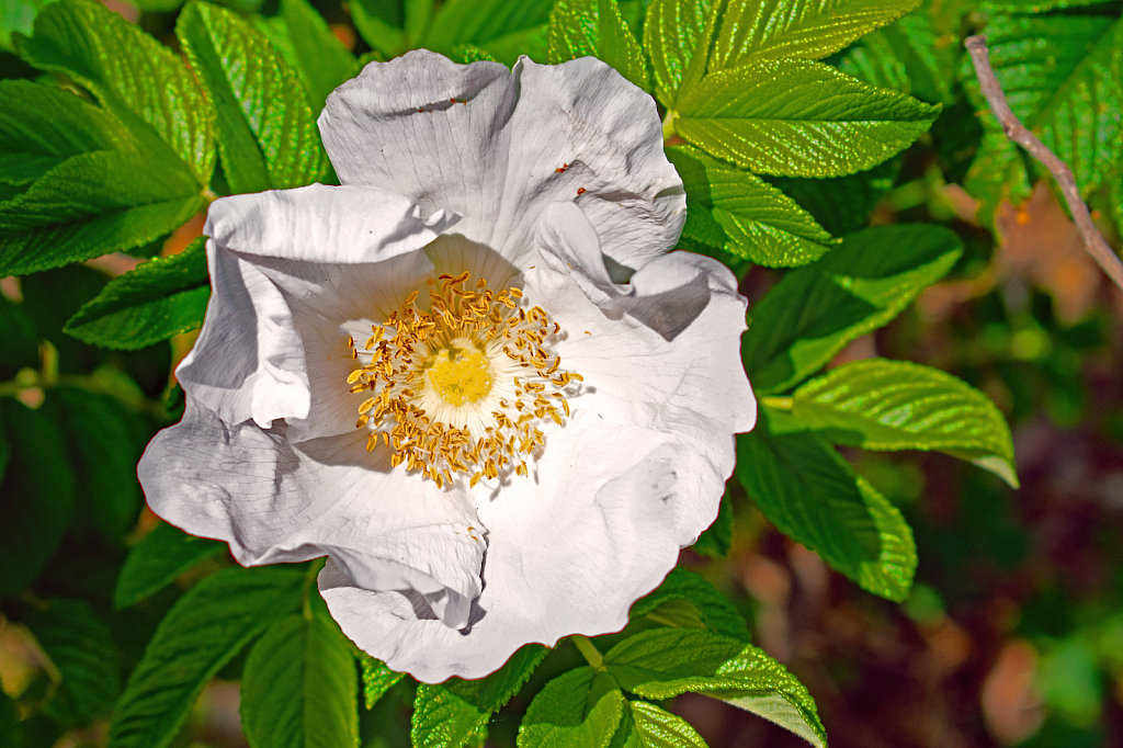 A White Rose