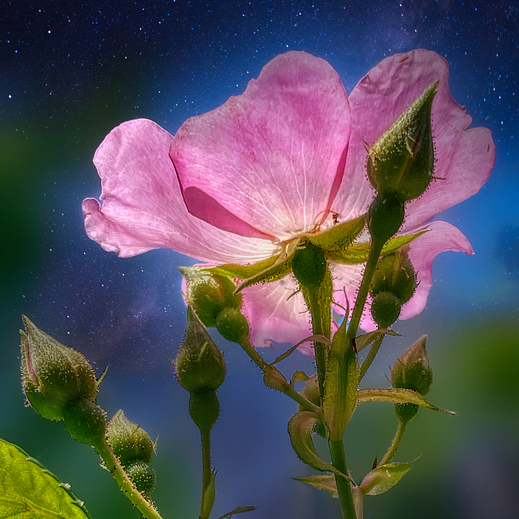 Wild Rose - ID: 15928025 © Janet Criswell