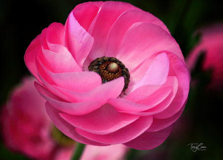 Pink Beauties