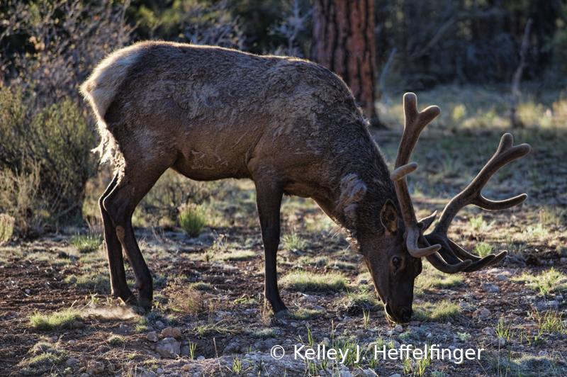 Buck Elk in Forest - ID: 15928030 © Kelley J. Heffelfinger