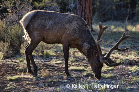 Buck Elk in Forest