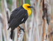 The Yellow Head