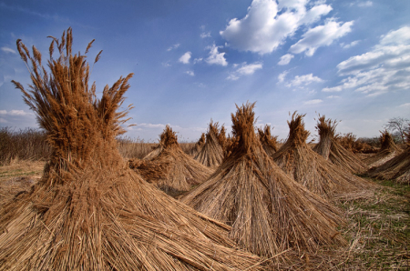 Reed Harvest