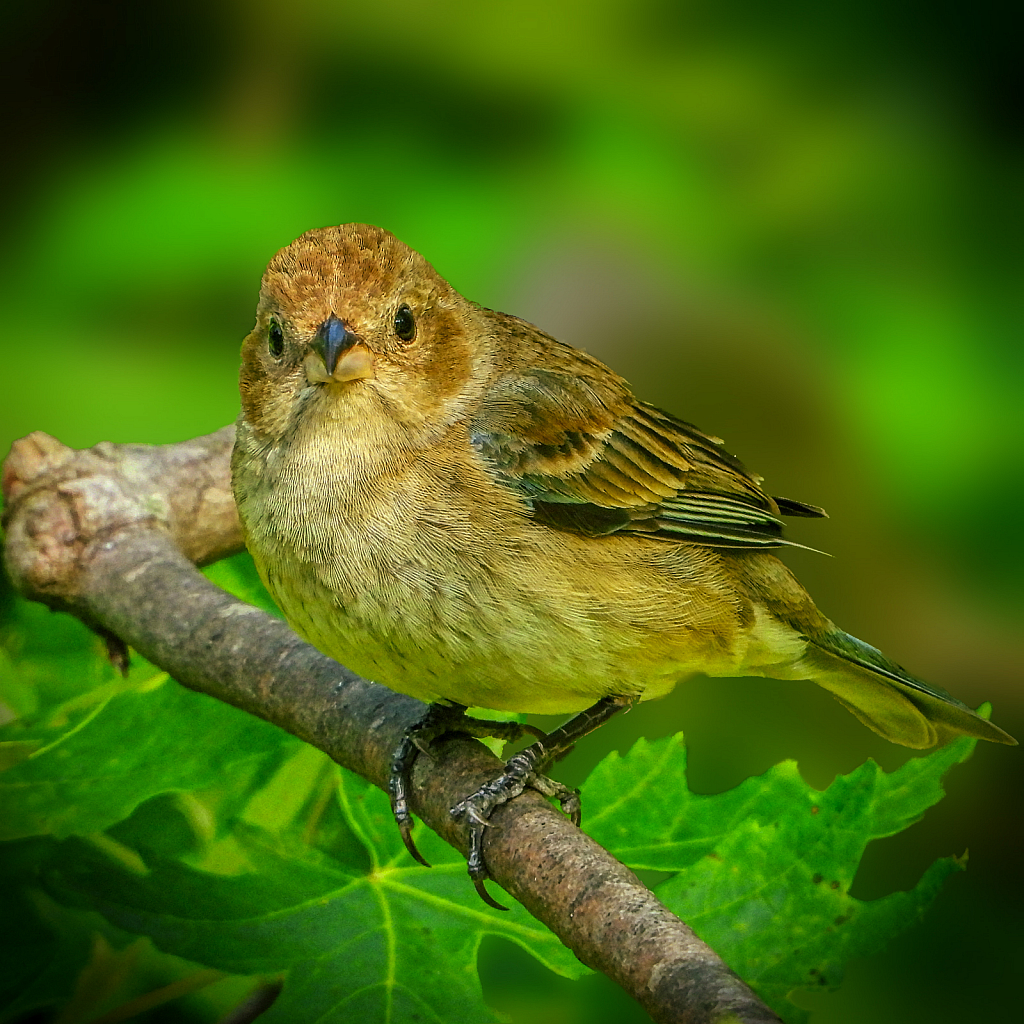 Indigo Bunting Female - ID: 15928181 © Janet Criswell