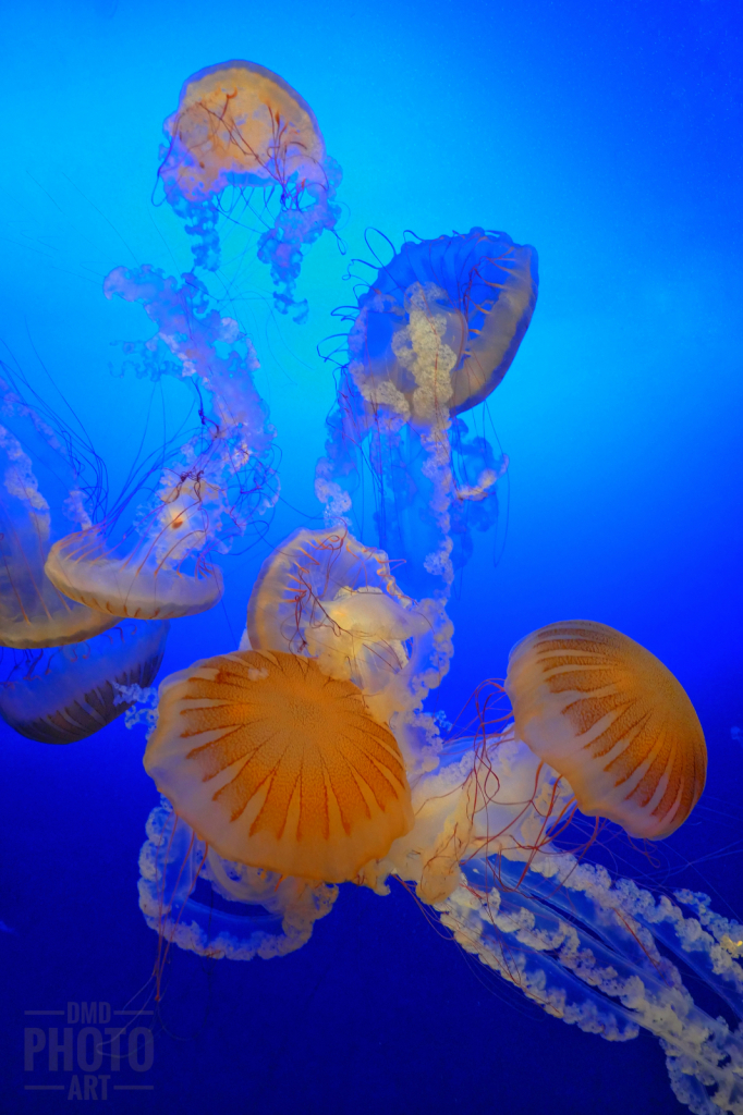 ~ ~ THE DANCES OF THE JELLYFISH ~ ~ 