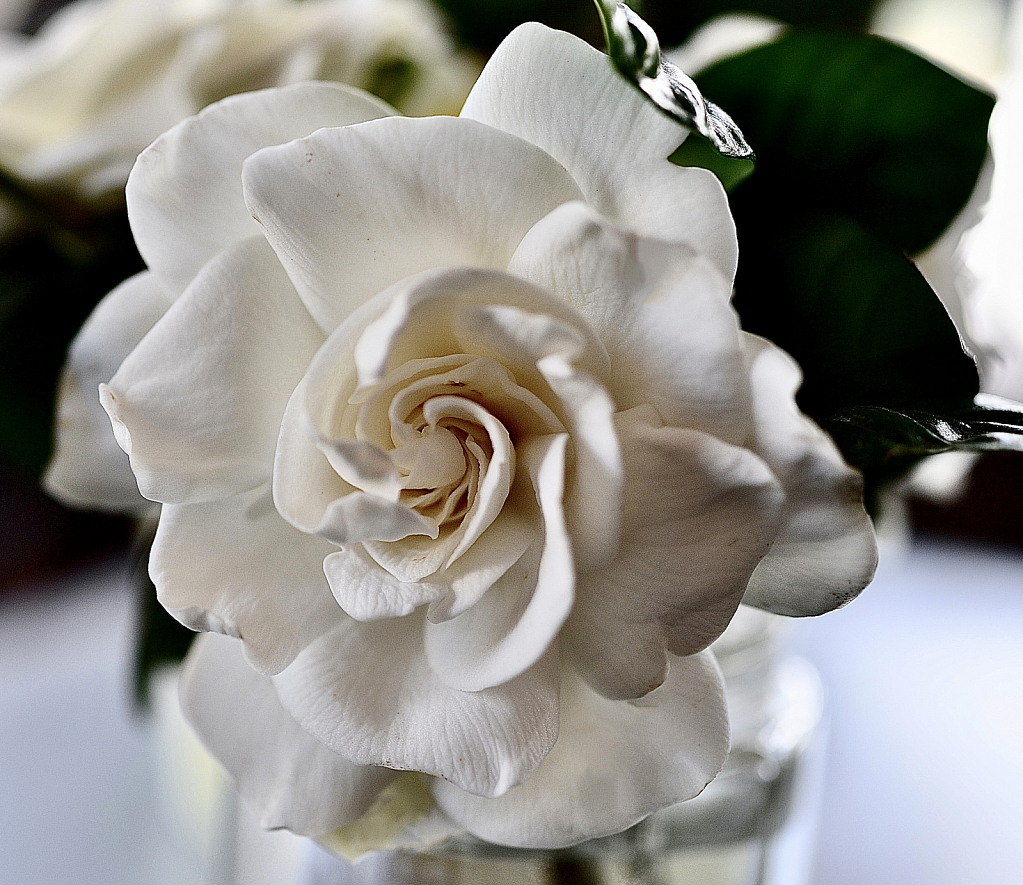 Gardenia