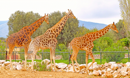 Giraffes in a row.