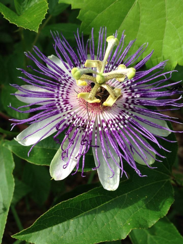 Purple Passion Flower - ID: 15928941 © Elizabeth A. Marker
