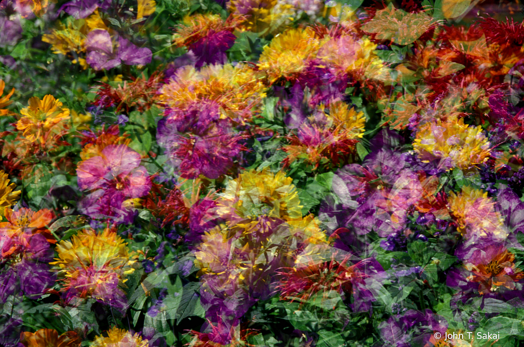 Fall Bouquet - ID: 15929076 © John T. Sakai