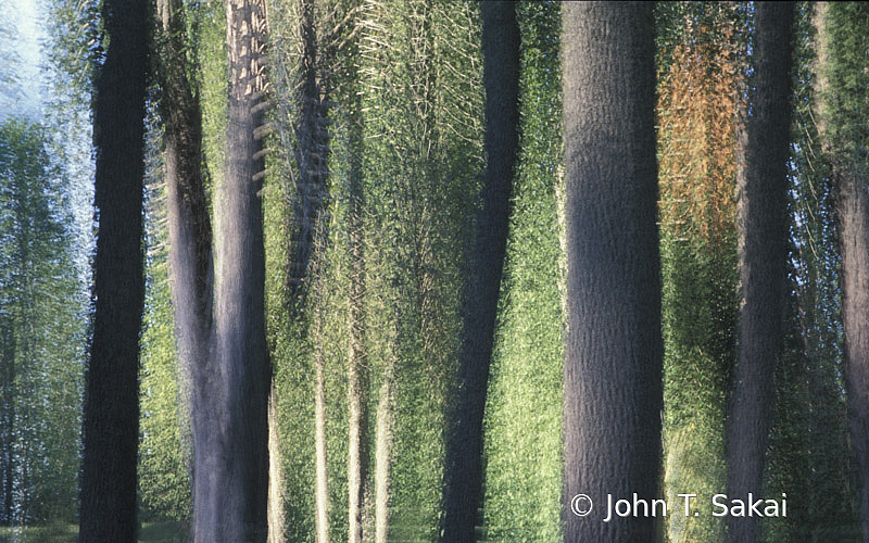 Birch Trees - ID: 15929077 © John T. Sakai