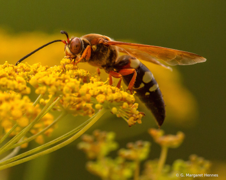 Paper Wasp