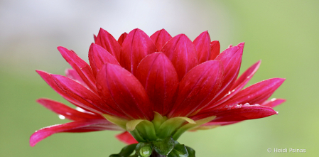 Dahlia at Daybreak