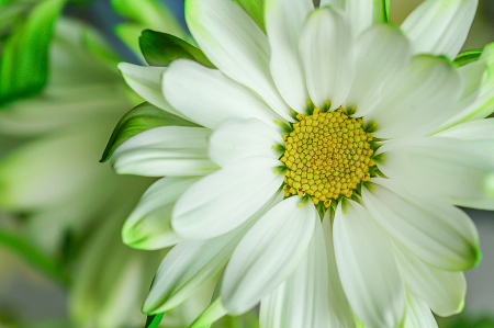 Green, Yellow, White