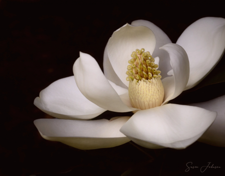 Southern Magnolia Blossom