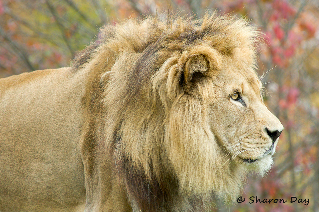 Autumn Lion