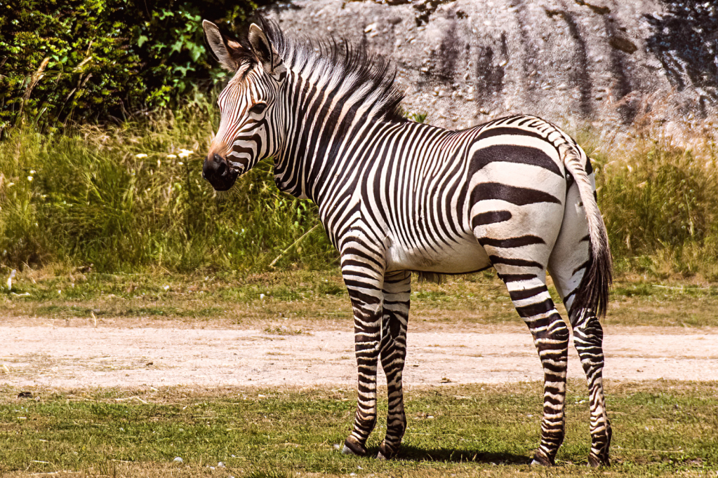 Young Zebra at Zoo de Lyon, France - ID: 15929422 © William S. Briggs