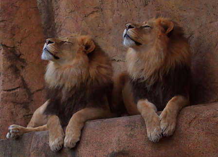 Snooty Lions