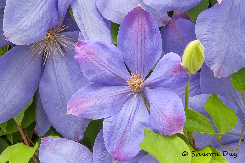 Clematis