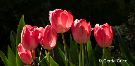 Tulips in the Sun