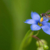 © Kitty R. Kono PhotoID# 15929387: Hoverfly on a Wildflower
