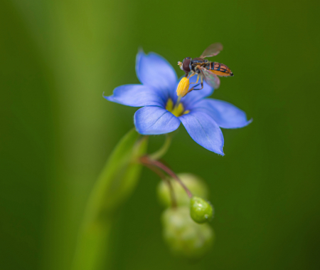 Hoverfly on a Wildflower