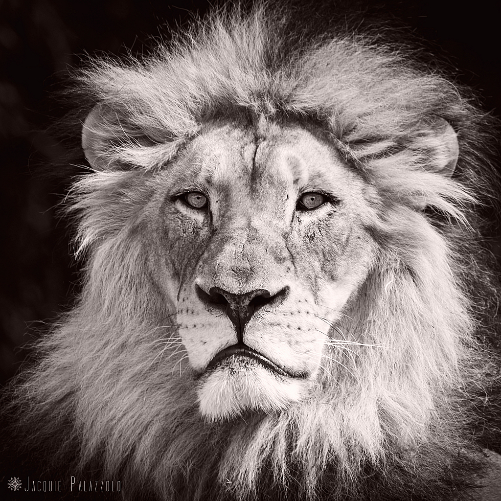 Lion Portrait - ID: 15929395 © Jacquie Palazzolo