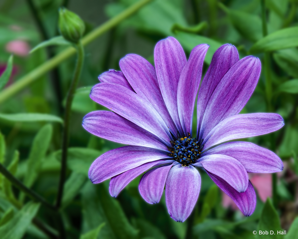 Purple Zinnia