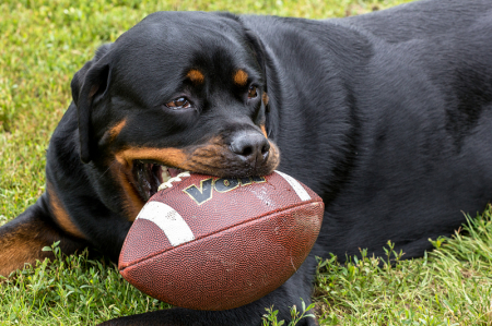 Putting Your Football in Your Mouth