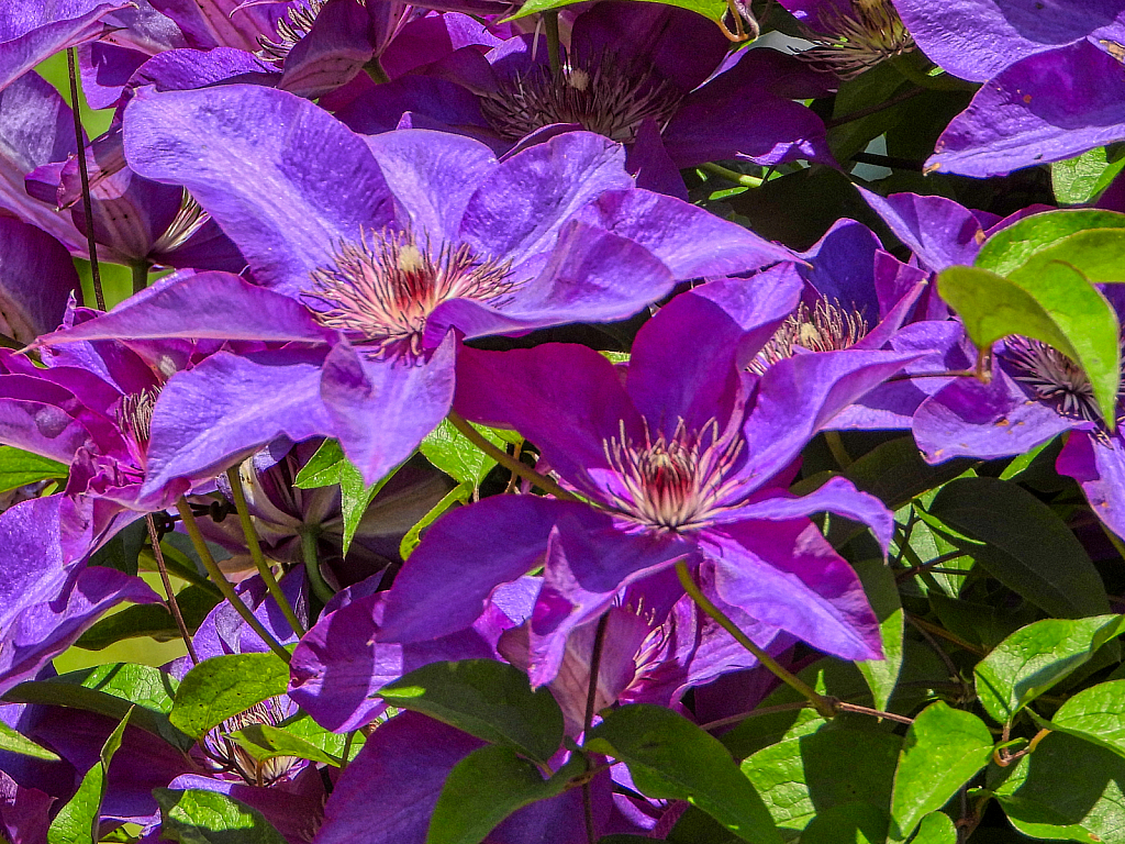 Clematis - ID: 15928316 © Janet Criswell