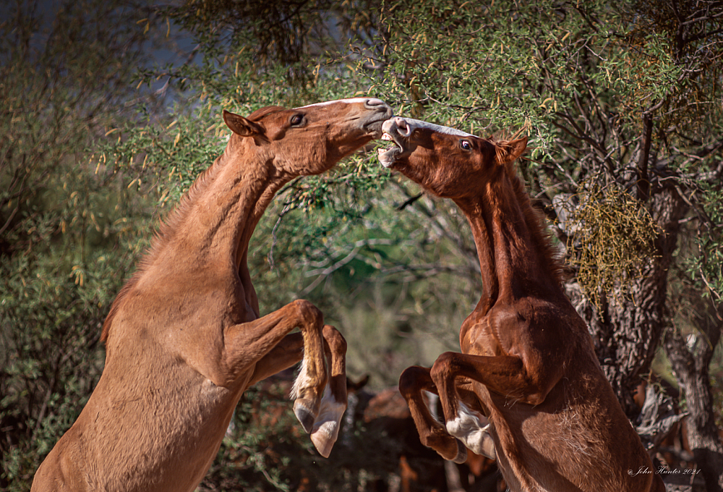 Attack of the Wild Horses - ID: 15928621 © John E. Hunter