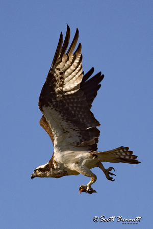 Osprey