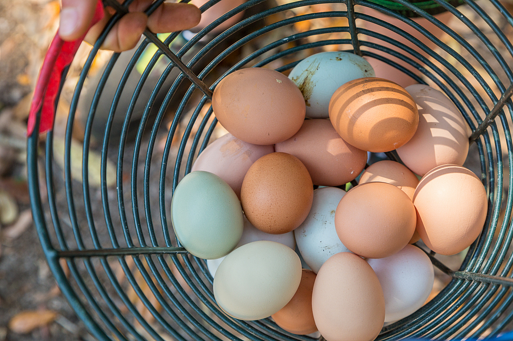 Colorful Fresh Eggs