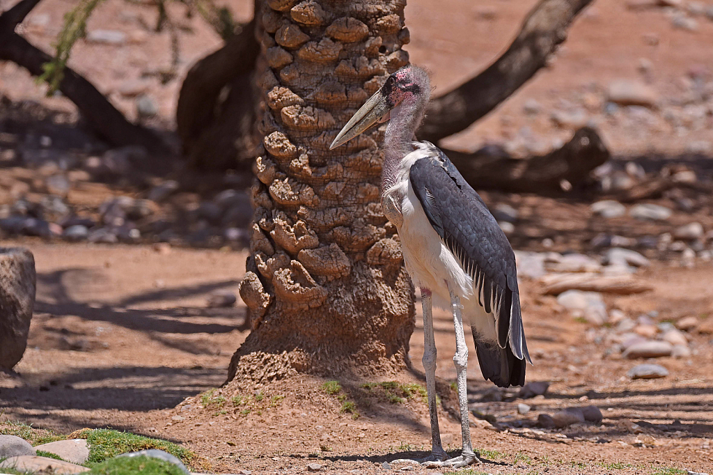 Marabou Stork - ID: 15928351 © William S. Briggs